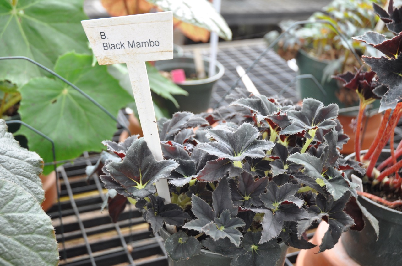 B. ‘Black Mambo’